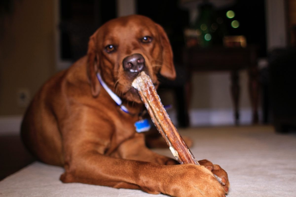 Why Are Bully Sticks a Better Choice of Dog Chew?