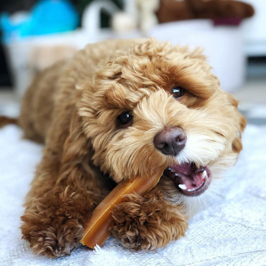 Himalayan Yak Chews - Large (3 Pack)
