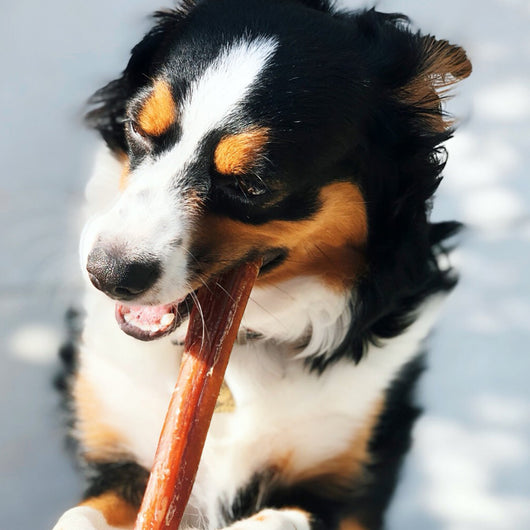 Large Bully Sticks 5-6" (10 Pack)