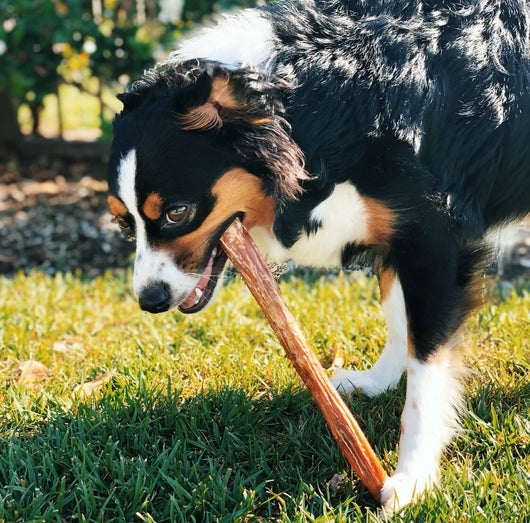 Jumbo Bully Sticks 5-6" (6 Pack)