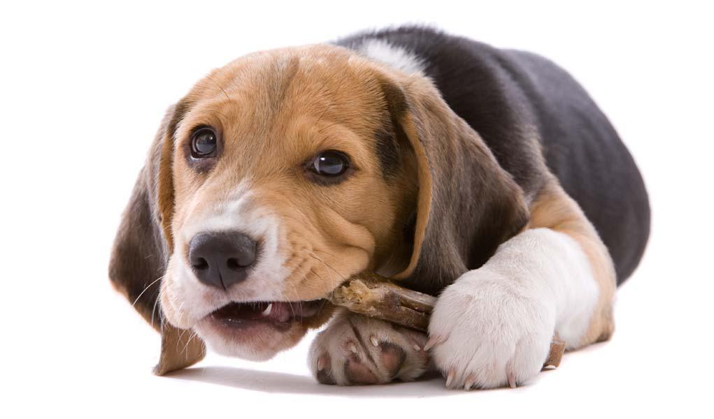 Dog with a Gnawing Problem?… and What to do about it