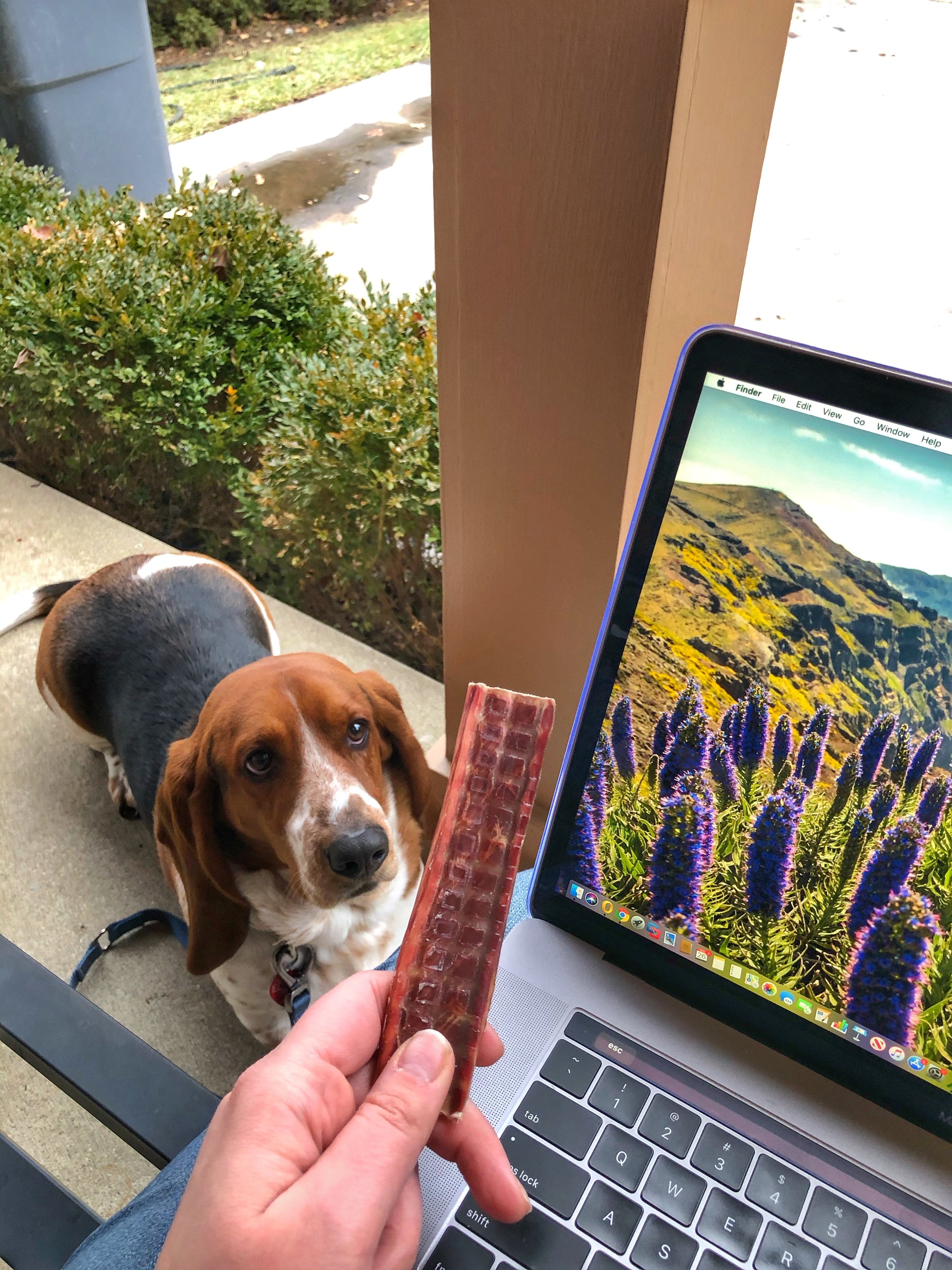 Work from Home? How to Keep a Dog Occupied While You Work.