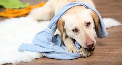 Dog Chewing Prevention: Destructive Chewing, and How to Prevent It