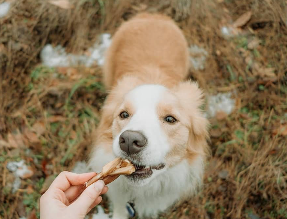 Can a Dog Digest a Bully Stick?