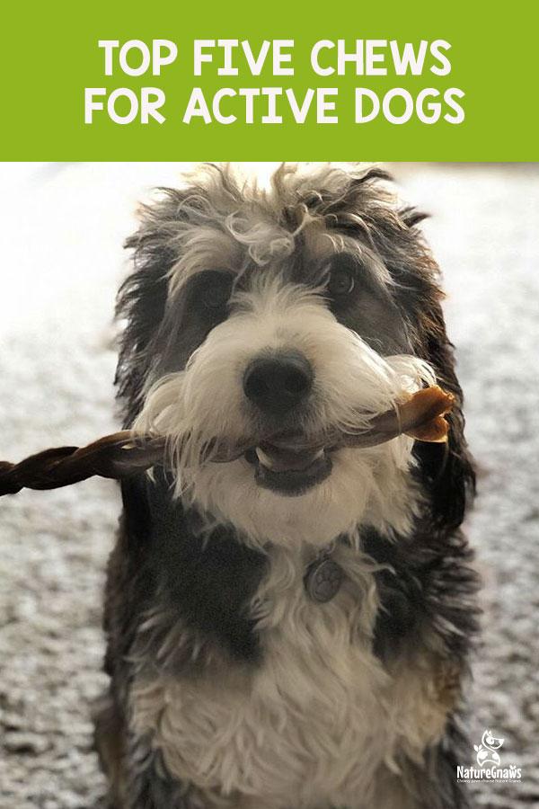 Top Five Chews for Active Dogs