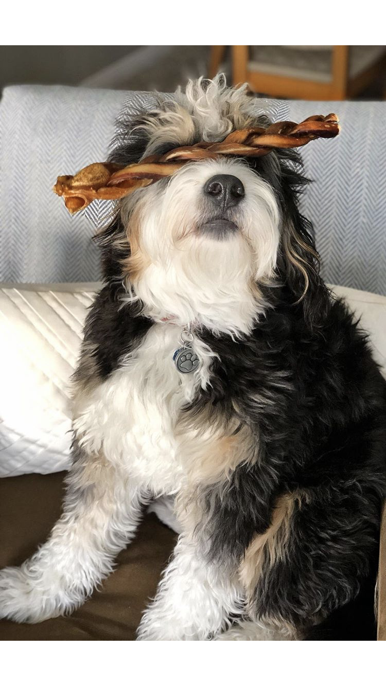 How Long Do Bully Sticks Last?