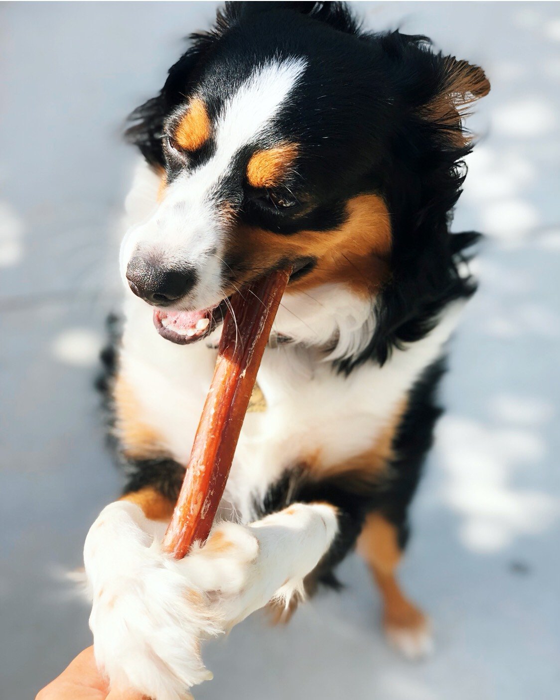 Are Bully Sticks Good for Dogs?