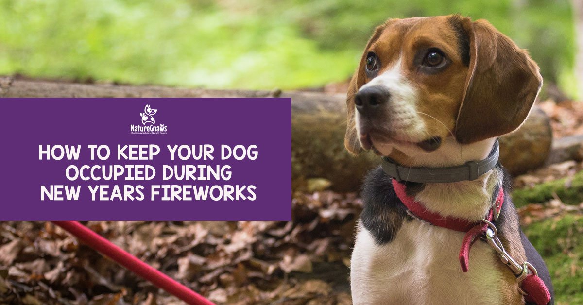 How to Keep Your Dog Occupied During the New Year’s Fireworks