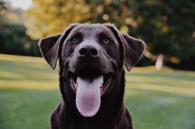 Everything you need to know about Labrador Retrievers