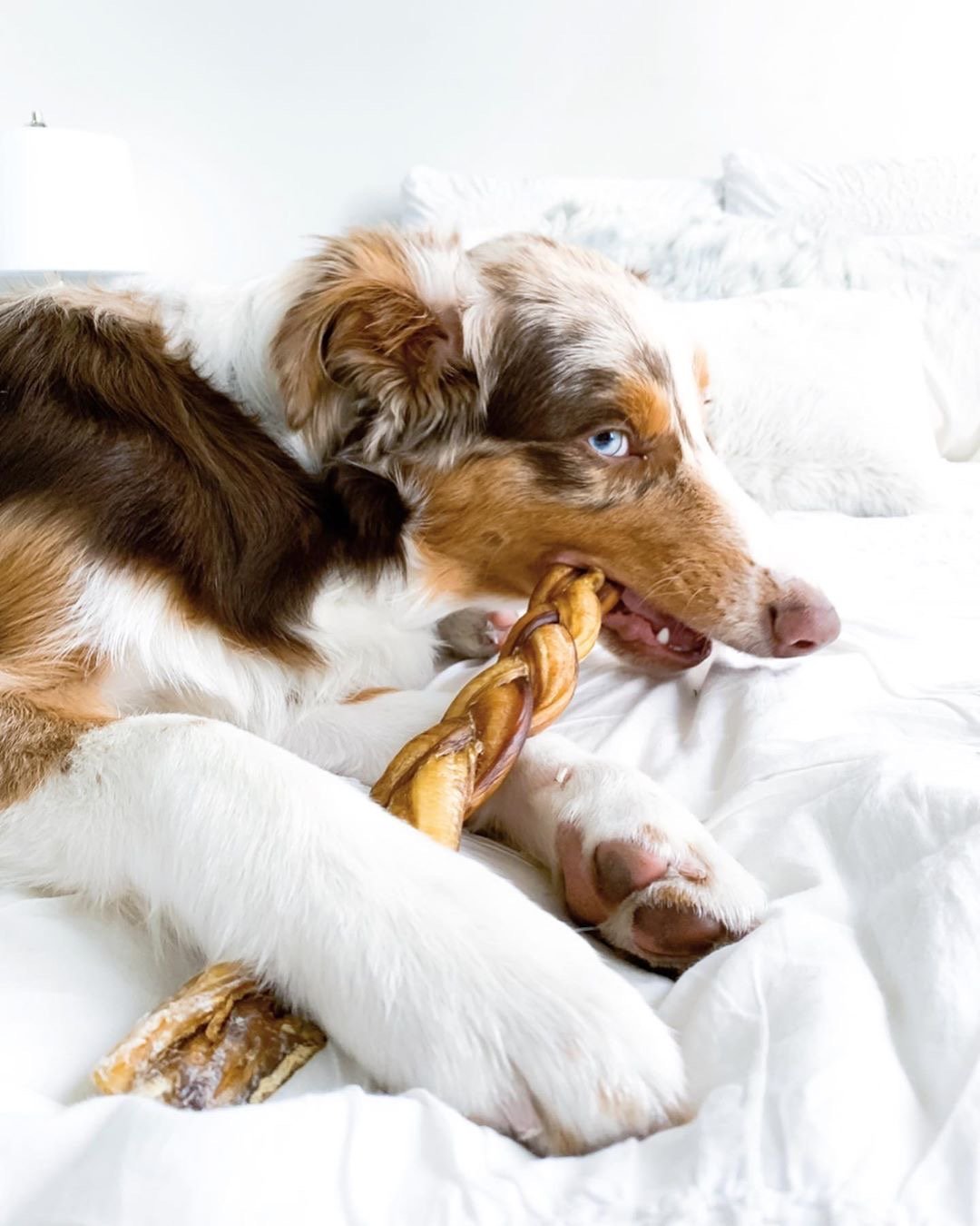 5 Fool-Proof Ways to Entertain Your Dog