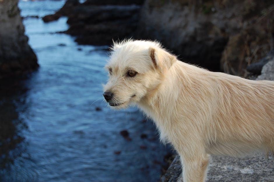 How to Keep a Shiny Coat on Your Dog