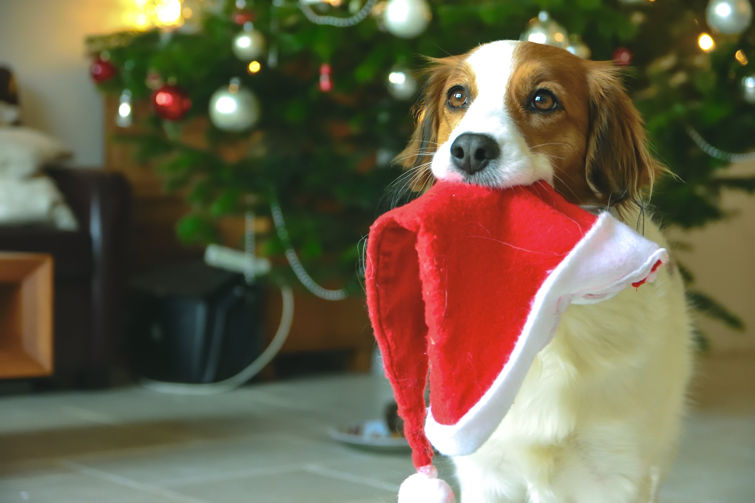 How to Keep a Dog Occupied During a Party