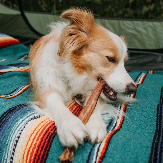 Large Bully Sticks 11-12" (5 Pack)