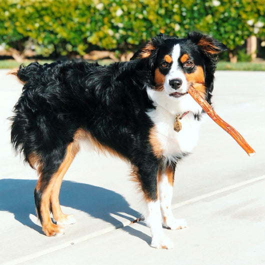 Large Bully Sticks 11-12" (5 Pack)